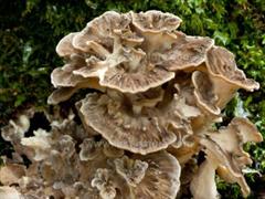 قارچ مرغ چوب